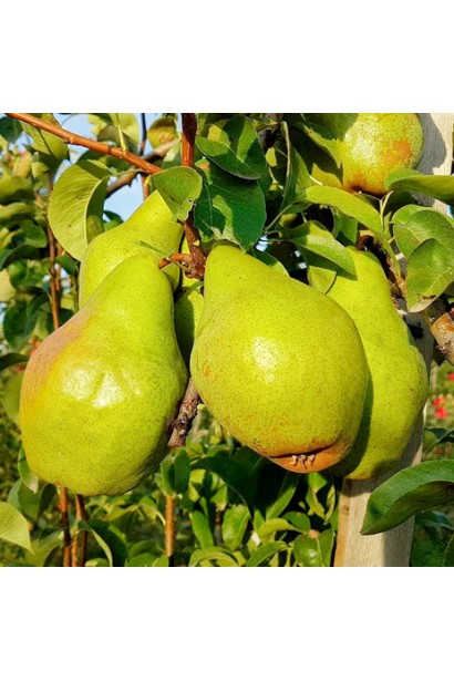 Pyrus communis ‘Kyrgyz winter’